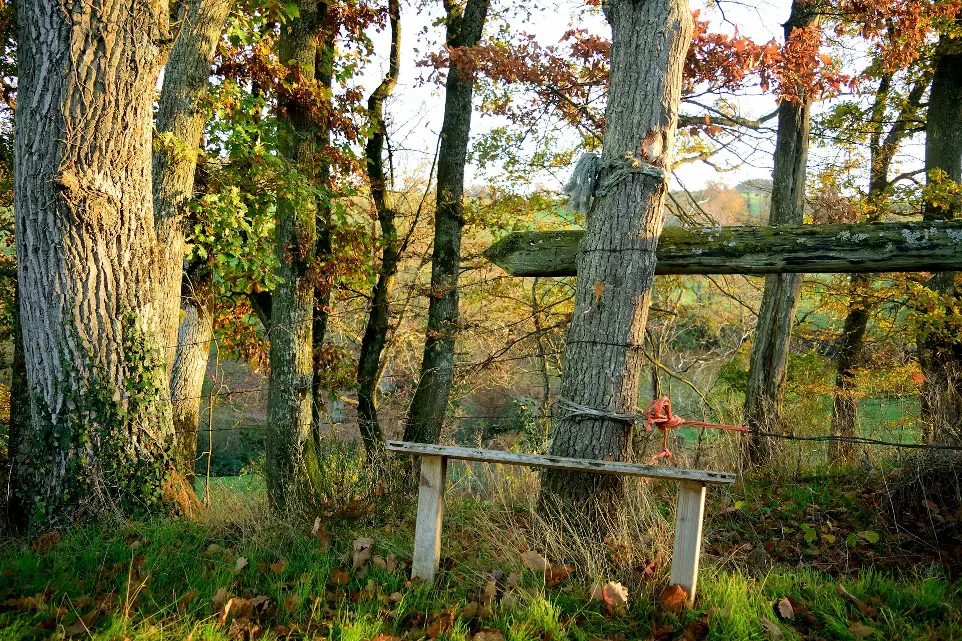 white wooden fence near brown and green trees